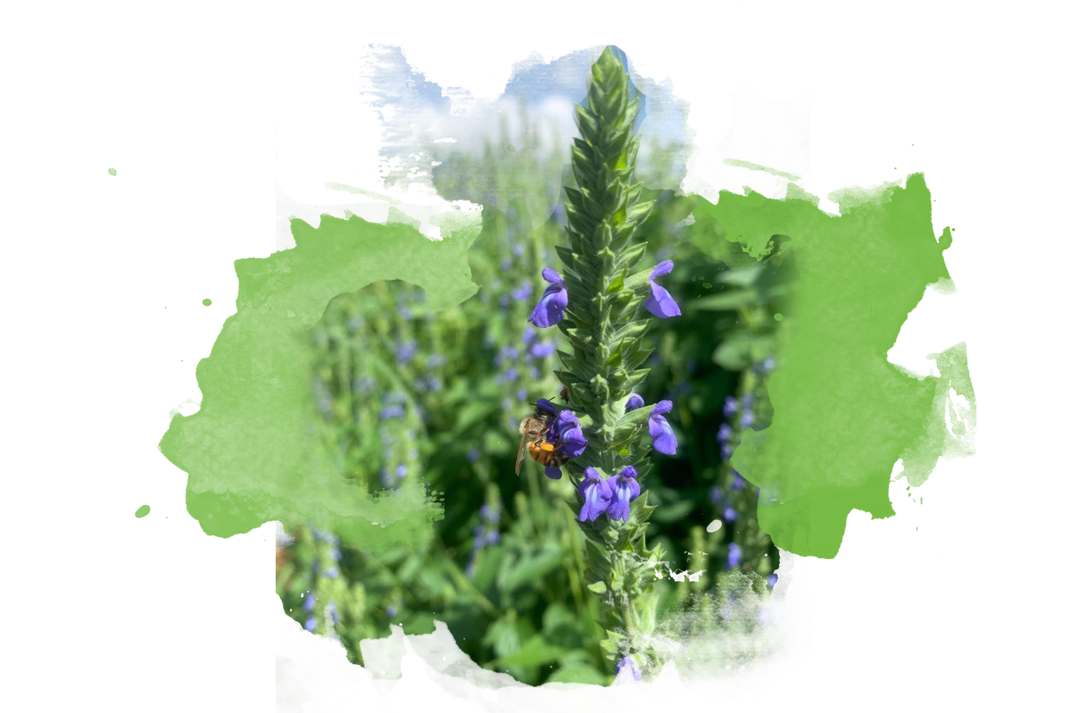 abeja.jpg